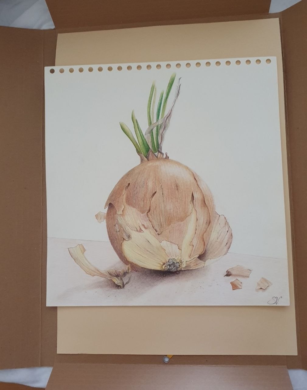 Zwiebel Zeichnung